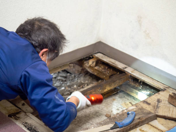 Best Mold Damage Repair  in Houserville, PA