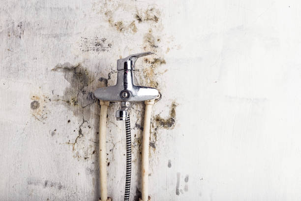 Best Mold Removal Near Me  in Houserville, PA