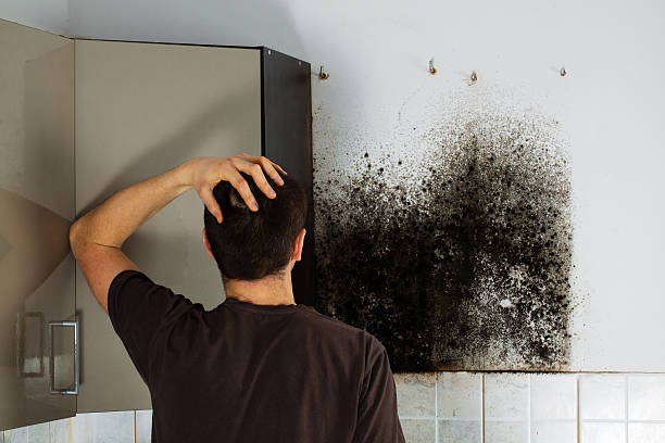Best Black Mold Removal  in Houserville, PA