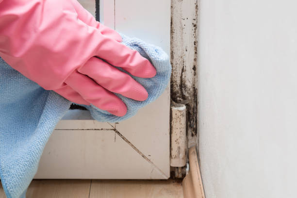 Best Fast Mold Removal  in Houserville, PA