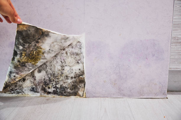 Best Mold Removal Near Me  in Houserville, PA